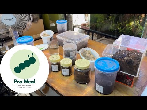 Feeding my TARANTULA'S Promeal live insects!!!