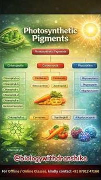Photosynthetic Pigments that turn sunlight into life. #photosynthesis #pigments #chlorophyll #neet