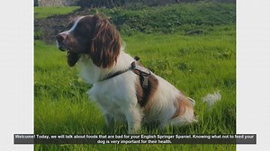 Foods to Avoid Feeding Your English Springer Spaniel