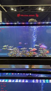EPIC CLOWN LOACHES From The Fish House at Aquashella Aquarium Festival Chicago 2022! What do you think of these Schooling Clown Loaches? TANK ON!....#fish #aquariumfish #freshwaterfish #clown #clowns #clownloaches #clownfish #clownloachfish #dustinsfishtanks #tankon #aquarium #aquariums#aquascape #aquascaping #aquariumplants #scape#aquariumhobby #fishtank #freshwateraquarium #plants#plantlife #planted #plantedtank #plantedaquarium #aquascape #aquaticplants #love #loveit | Dustin's Fishtanks