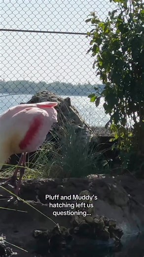South Carolina Aquarium on Instagram: "We’re tickled pink to share that our four roseate spoonbills are all healthy and thriving — and our little teaspoons’ mystery parentage has officially been solved! 💗 While documentation initially stated Coral and Pearl were both female, further testing revealed that Coral is actually male! This isn’t uncommon to have incorrect readings, especially considering the complex and sensitive process to determine a bird’s sex and their lack of defining physical fe