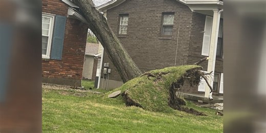 Tree expert explains frequency of trees falling during severe weather