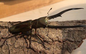 美他力佛细身赤锹形虫 Cyclommatus metallifer finae.