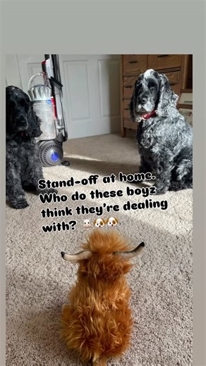 Jacquie Rothrock Vealey on Instagram: "Quiet day at the farm… but some BIG wins 🐮🛠️ Contractors were light today, but look at Dad on the floor replacing magnets in the built-in cabinets 💪 Before surgery, this would’ve been nearly impossible — go Dad ❤️ • More Lowe’s runs (because of course 🛒) • Picked up a load from storage to move into farm containers • More wood molding + shelving added • Tile shopping for the kitchen and bathroom 🧱 • Sent a load of Steve’s things off to Brooklyn • And ba