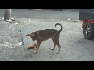 Dog Brutally Kill Baby Cat 😺