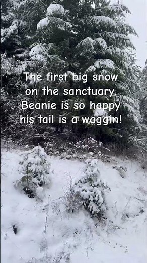 Wabbit twacks and the first snowfall