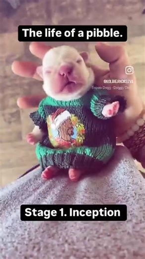 Today we learn about the life cycle of the average pibble #pibble12 #pibbles #blessmybeautifulpibblelife #evolution #pokemon #educational #fyp