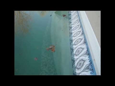 My Pool Liner Has Bubbles Of Air Under It