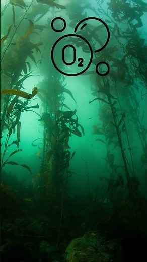 The Oxygenating Power of Algae in Aquatic Ecosystems