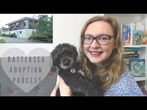 Battersea Dog Adoption Process | Old Windsor | Sophie Helyn