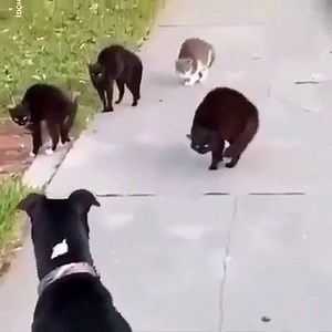 11K views · 343 reactions | PITBULL VS CAT | Pitbull Terrier | Facebook