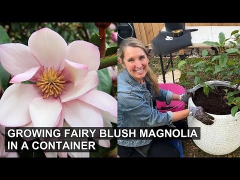Small Yard Solution: Fairy Blush Magnolia in a Container!