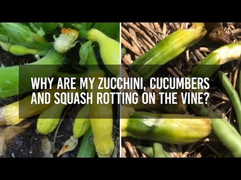 Why are my zucchini, cucumbers and squash rotting on the vine?