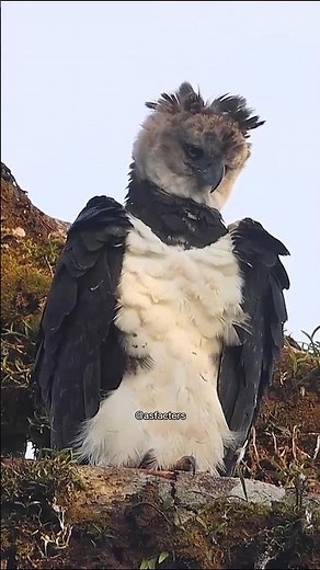 Harpy Eagle: The Real Monster of the Jungle