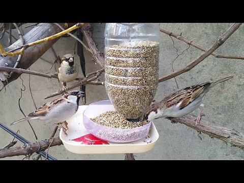 DIY Bird Feeders From Plastic Bottle Homemade (Compilation)