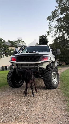 Exploring the N70 Hilux: A Cow-Inspired Experience