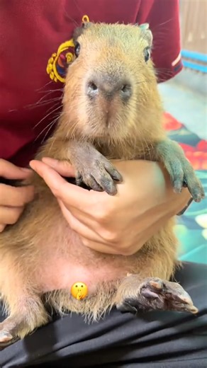 Why are animals so cute and beautiful.?🥹🐾❤️🌿 #shorts #viral #animals #nature #love #fyp