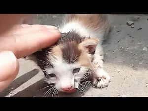 Kitten SCREAM in PAIN under EXTREME Heat of SUN & CONCRETE... Meow Cat Rescue Cat videos Cats Purr
