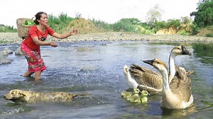 153K views · 1.9K reactions | Top one Woman rescues baby goose in river as she washes vegetables - Chinese Cabbage with Goose Egg for Pets | Top One | Facebook