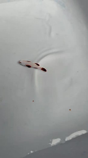 77 reactions · 6 comments | #nemo #vanhocclownfish | Bùi Học | Facebook