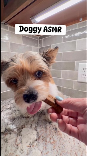 31 reactions · 24 comments |  Doggy ASMR  If you need a moment to...