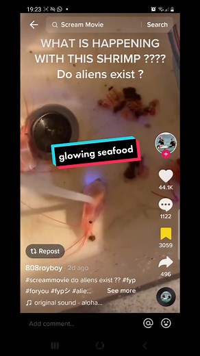 Unexpected Encounter: Mysterious Shrimp in Focus