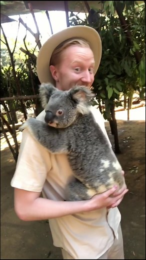 オーストラリアの動物天国！🐨 Australian Zoo! #コアラ #カンガルー #オーストラリア #ゴールドコースト #動物園 #ミスターヤバタン