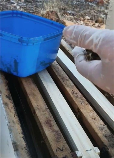 Trying to find the queen in a bee ball