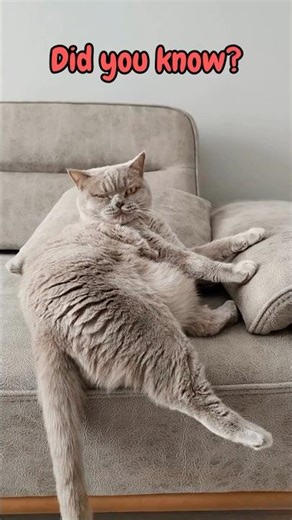 Why Your Cat's Tail is Shaking (and it’s NOT what you think)