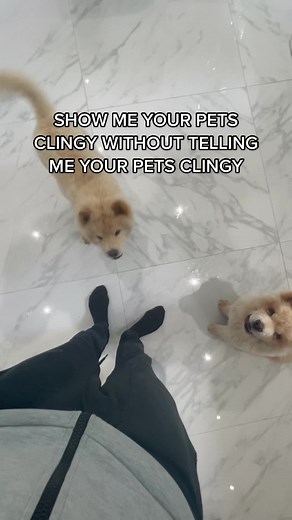 Funniest Moments with MoStack's Adorable Dog!