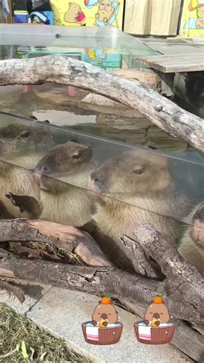 #capybara #funytiktok #peace #love