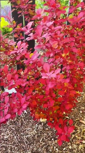 Beautiful red bushes#nature