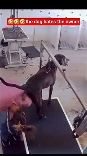 dog poops on the owner #viral #funny #trending #fyp