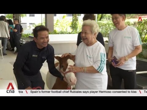 Reining in anxiety: Horse therapy programme launched for 800 seniors in Singapore