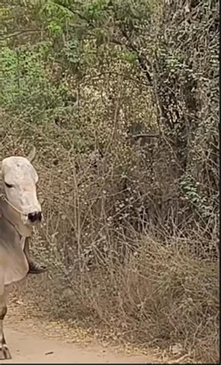 Part 13||only in Myanmar#burmesecat #fyp #fypシ゚