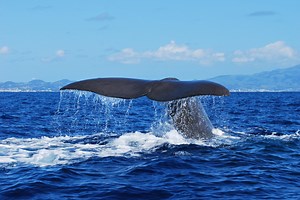 Whale Watching in the Azores