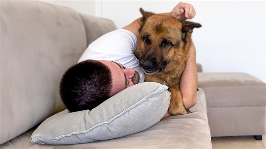 German shepherd decides couch time means cuddles