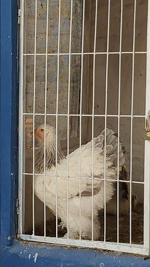 blue Columbian brahma female #shortsfeed #shortvideo #shorts