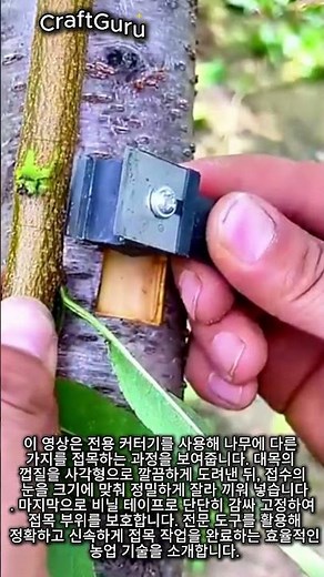 쉽고 빠른 나무 접목 방법과 도구 #worker #process #agriculture #grafting #nature