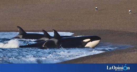 Ocho orcas jugaron e interactuaron en la playa de Estancia San Lorenzo en Península Valdés