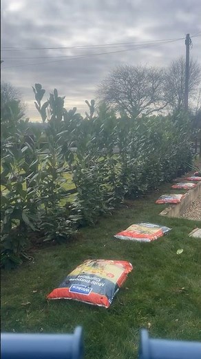 Planting laurel hedging #landscaping #gardening #planting