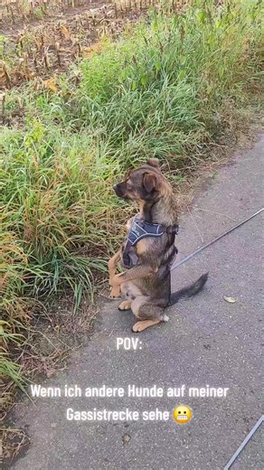 #mischlingshund #hundevideos #hundeauftiktok #tierschutzhund #lustigevideos