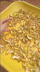 home made easy mango powder #nature