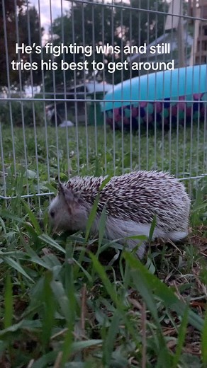 Pedal has wobbly hedgehog syndrome but he is still fighting to stay mobile. He loves the outdoors so he gets as much outdoor time as i can give him. Trying to give him the best life i can until the enevitable. #fyp #hedgehog #wobblyhedgehogsydrome #whs