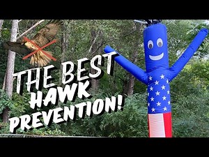 Keep Your Chickens SAFE From HAWKS!