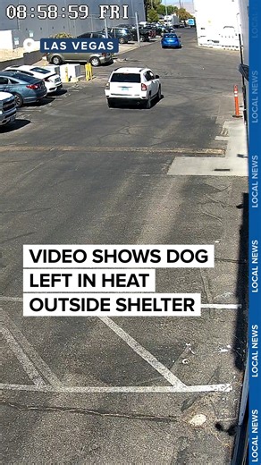 1.1M views · 29K reactions | New video shared by the Nevada SPCA...