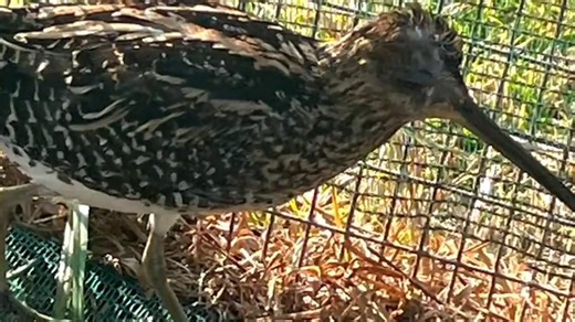 🎉 Celebrating 9 Wild Years! 🦉🦌🦔 Today marks 9 incredible years since we opened our doors with one mission: to rescue, rehabilitate, and release our wild neighbours back where they belong — in the wild. 🌿💚 In that time, we've: ✨ Cared for thousands of injured and orphaned animals ✨ Reunited countless babies with their families ✨ Released eagles, owls, antelope, garden birds and more back into the wild ✨ Grown a dedicated team of staff, volunteers, and supporters who make it all possible Eve