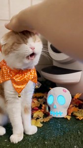 2.3K views · 44 reactions | It's Meowloween! 驪 Drop a pic of your cat's costume... if you DARE.  : Waffles the Cat | Litter-Robot by Whisker | Facebook