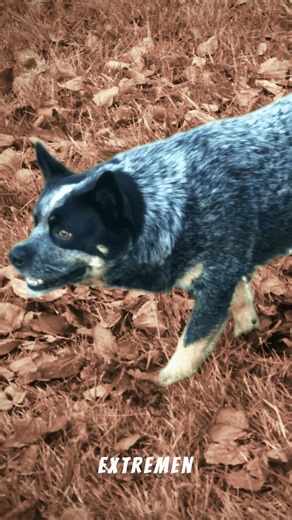 Dieser energiegeladene Hund wurde für das australische Outback geboren. 🇦🇺 Sein Leben dreht sich um Bewegung, Arbeit und Loyalität – ein echtes Naturtalent, das nur glücklich ist, wenn es aktiv sein darf. 🐕 Erstaunlich, wie perfekt Mensch und Tier zusammenarbeiten können, oder? 😊 #australiancattledog #outback #tierwissen #tierblog #haustiere #hund | Süße Tiere