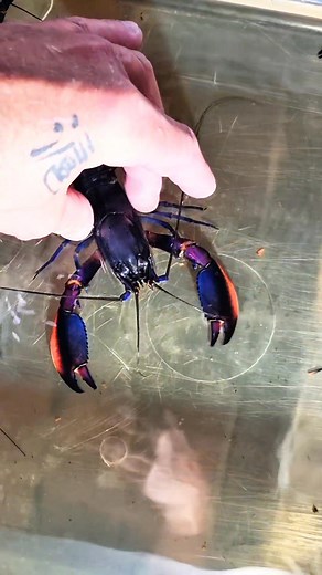 31K views · 436 reactions | Beautiful Crayfish available at...